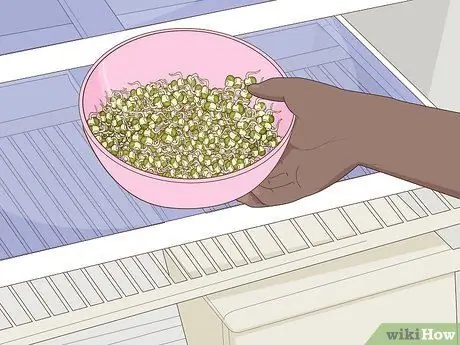 Ростки фасоли мунг Шаг 12