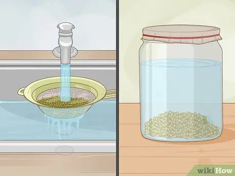 Ростки фасоли мунг Шаг 9