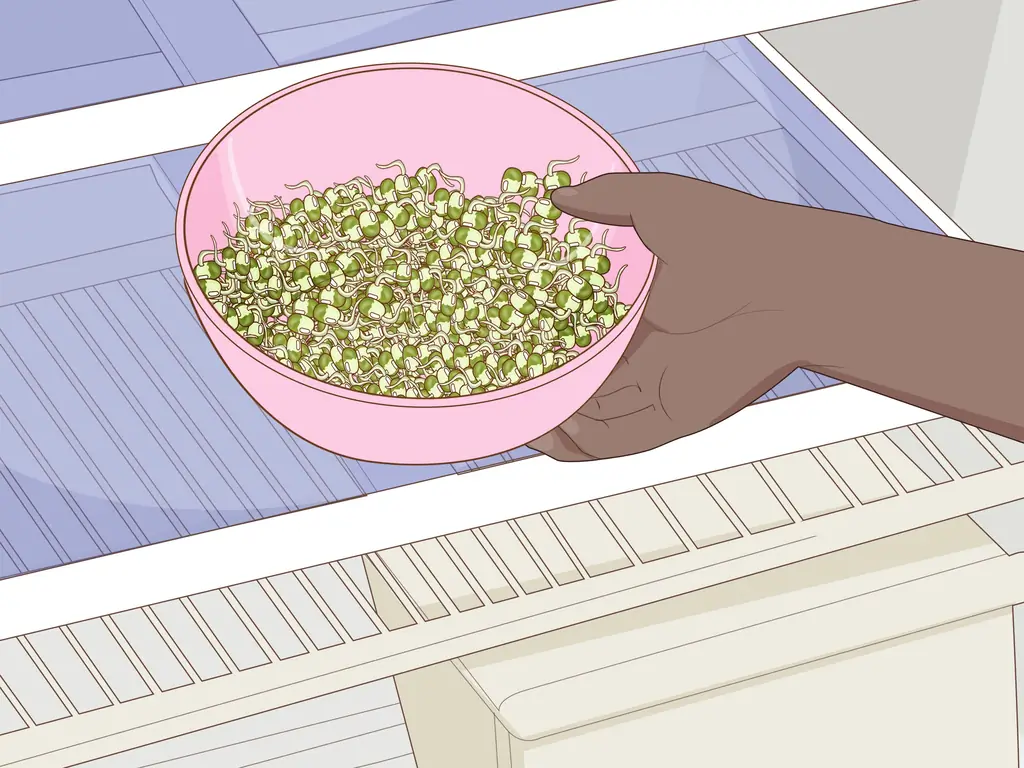Как прорастить бобы мунг: 12 шагов (с иллюстрациями)