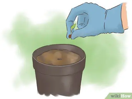 Выращивание фасоли Шаг 10