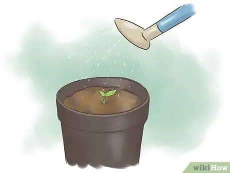 Выращивание фасоли Шаг 11