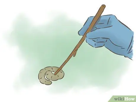 Выращивание фасоли, шаг 14