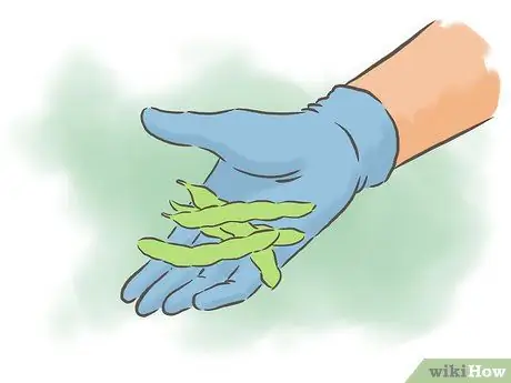 Выращивание фасоли Шаг 16