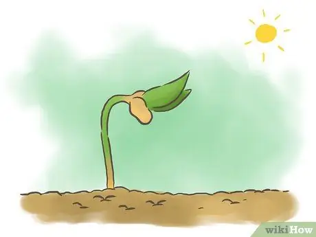 Выращивание фасоли, шаг 2