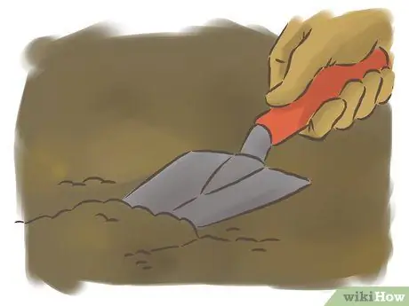 Выращивание фасоли, шаг 3