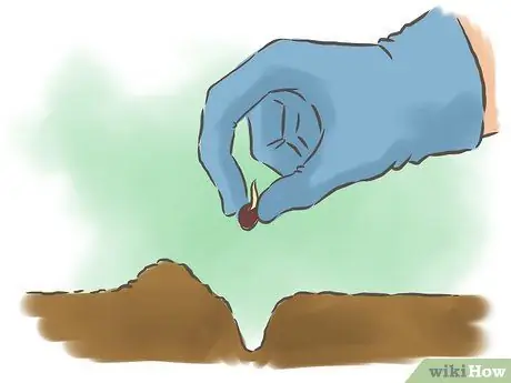 Выращивание фасоли Шаг 6