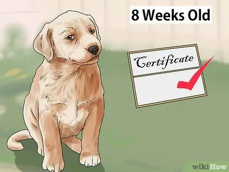 Помогите завершить работу Puppy Mills, шаг 4