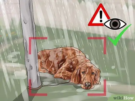 Помогите завершить работу Puppy Mills Шаг 6