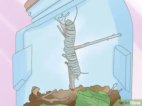 Уход за гусеницей Шаг 13