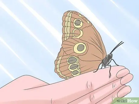 Уход за Caterpillar Step 17