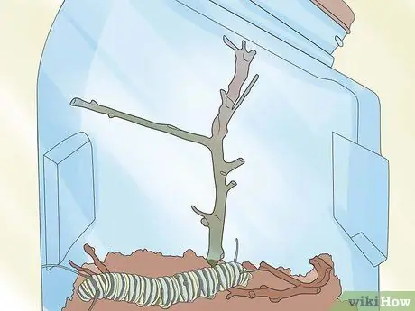 Уход за Caterpillar Step 7