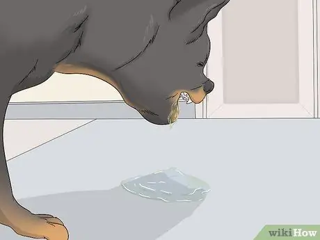 Собаки-испытатели на бешенство Шаг 1