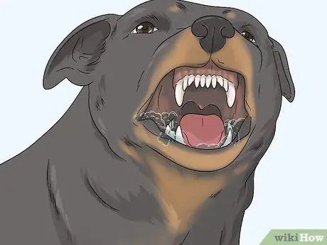 Собаки-подопытные на бешенство Шаг 3