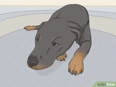 Собаки-испытатели на бешенство Шаг 4