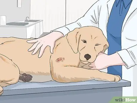 Собаки-испытатели на бешенство Шаг 5