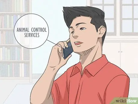 Собаки-испытатели на бешенство Шаг 6