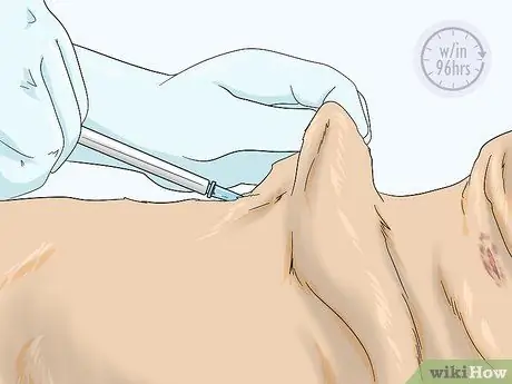 Собаки-подопытные на бешенство Шаг 7