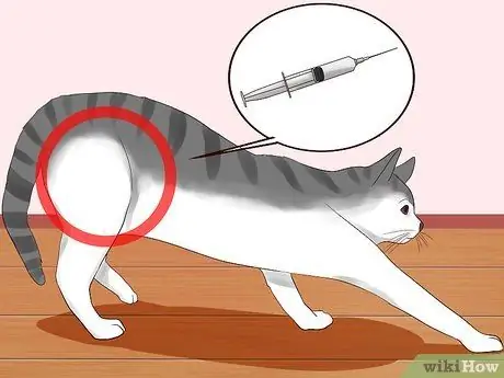 Сделайте кошке укол, шаг 12