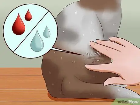 Сделайте кошке укол, шаг 16