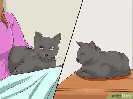 Сделайте кошке укол, шаг 2