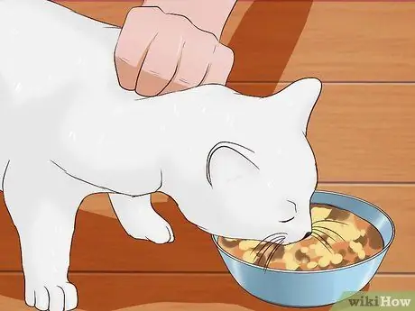 Сделайте кошке укол, шаг 5