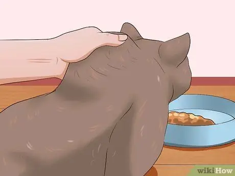 Сделайте кошке укол, шаг 6