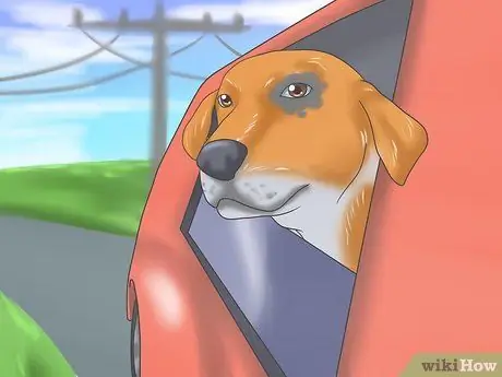 Справиться с тяжелой укачиванием у собак Шаг 4