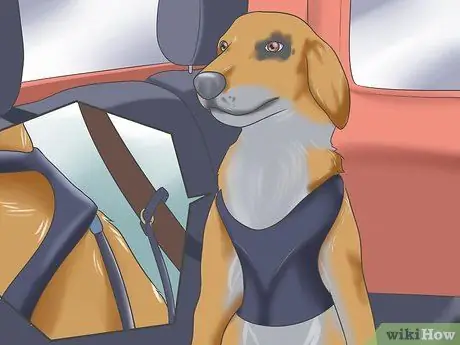 Справиться с тяжелой укачиванием у собак Шаг 5