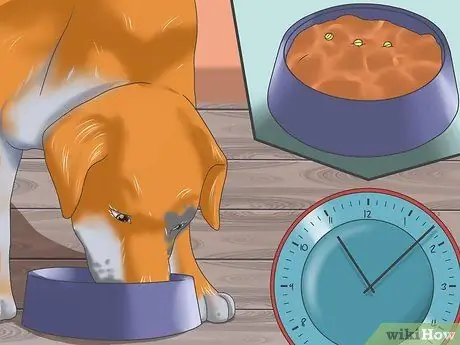 Справиться с тяжелой укачиванием у собак Шаг 2