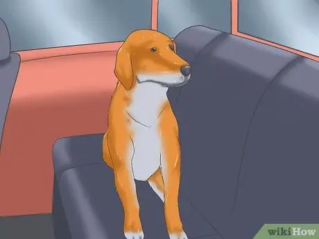 Справиться с тяжелой укачиванием у собак Шаг 8