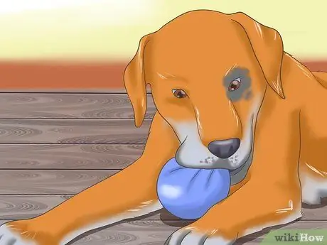 Справиться с тяжелой укачиванием у собак Шаг 7