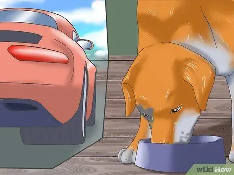 Справиться с тяжелой укачиванием у собак Шаг 9