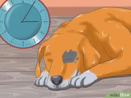 Справиться с тяжелой укачиванием у собак Шаг 10