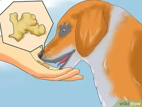 Справиться с тяжелой укачиванием у собак Шаг 11