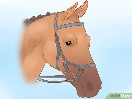 Дрессировка лошади Шаг 6