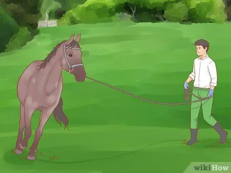 Дрессировка лошади Шаг 7