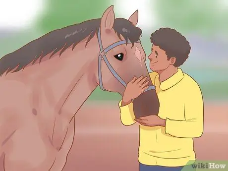 Дрессировка лошади Шаг 9