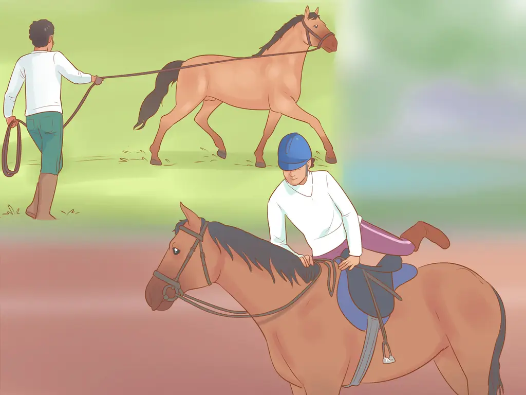 3 способа дрессировки лошади