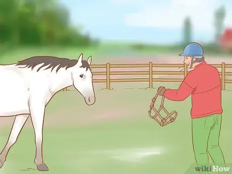 Остановить непослушную лошадь Шаг 3