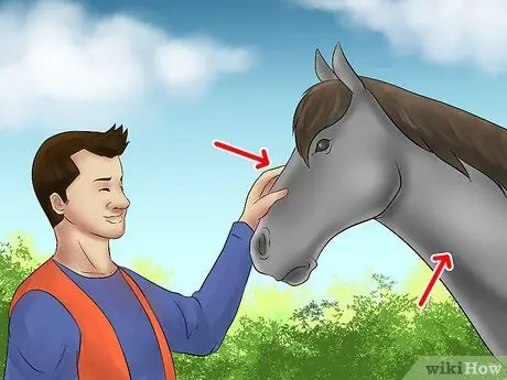 Поймать лошадь Шаг 6