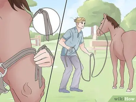 Поймать дикую лошадь Шаг 11