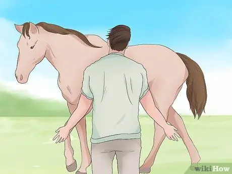 Поймать дикую лошадь Шаг 4