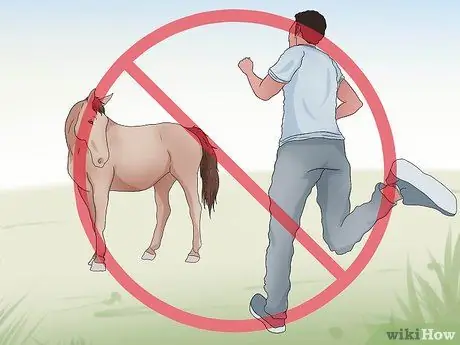 Поймать дикую лошадь Шаг 7