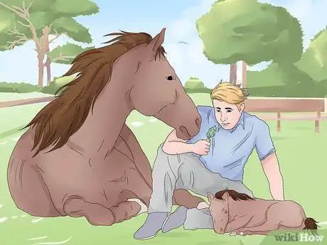 Поймать дикую лошадь Шаг 8