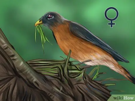 Отличить Робина-мужчину от Робина-женщину Шаг 2