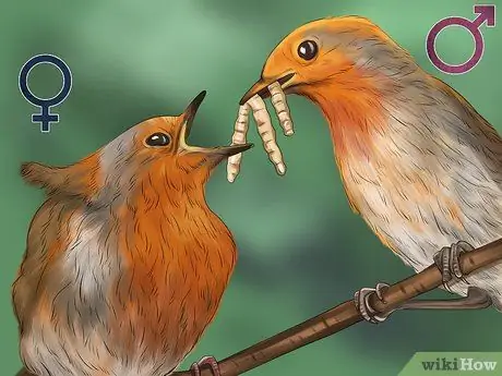 Отличить робина-мужчину от робина-женщину Шаг 9