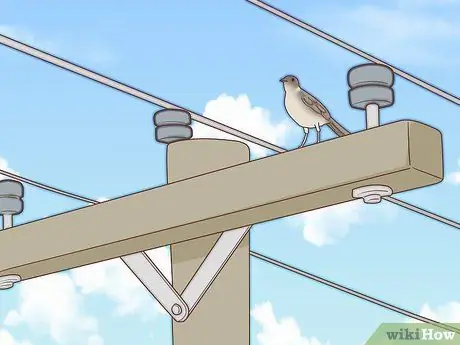 Определите пересмешника Шаг 5