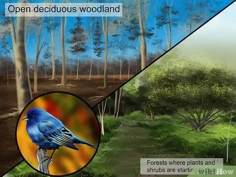 Определить индиго овсянку Шаг 1