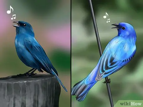 Определить индиго овсянку Шаг 8