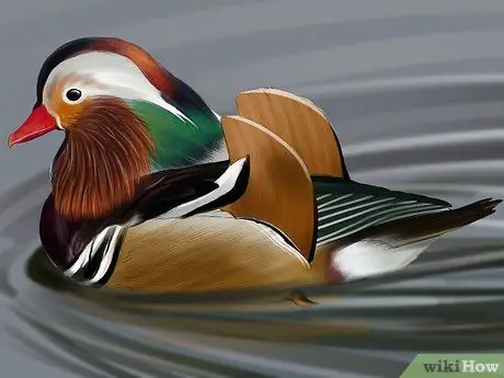 Определить утку-мандаринку Шаг 6